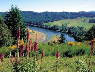 lower Umpqua River - Big K Guest Ranch, flyfishing Oregon